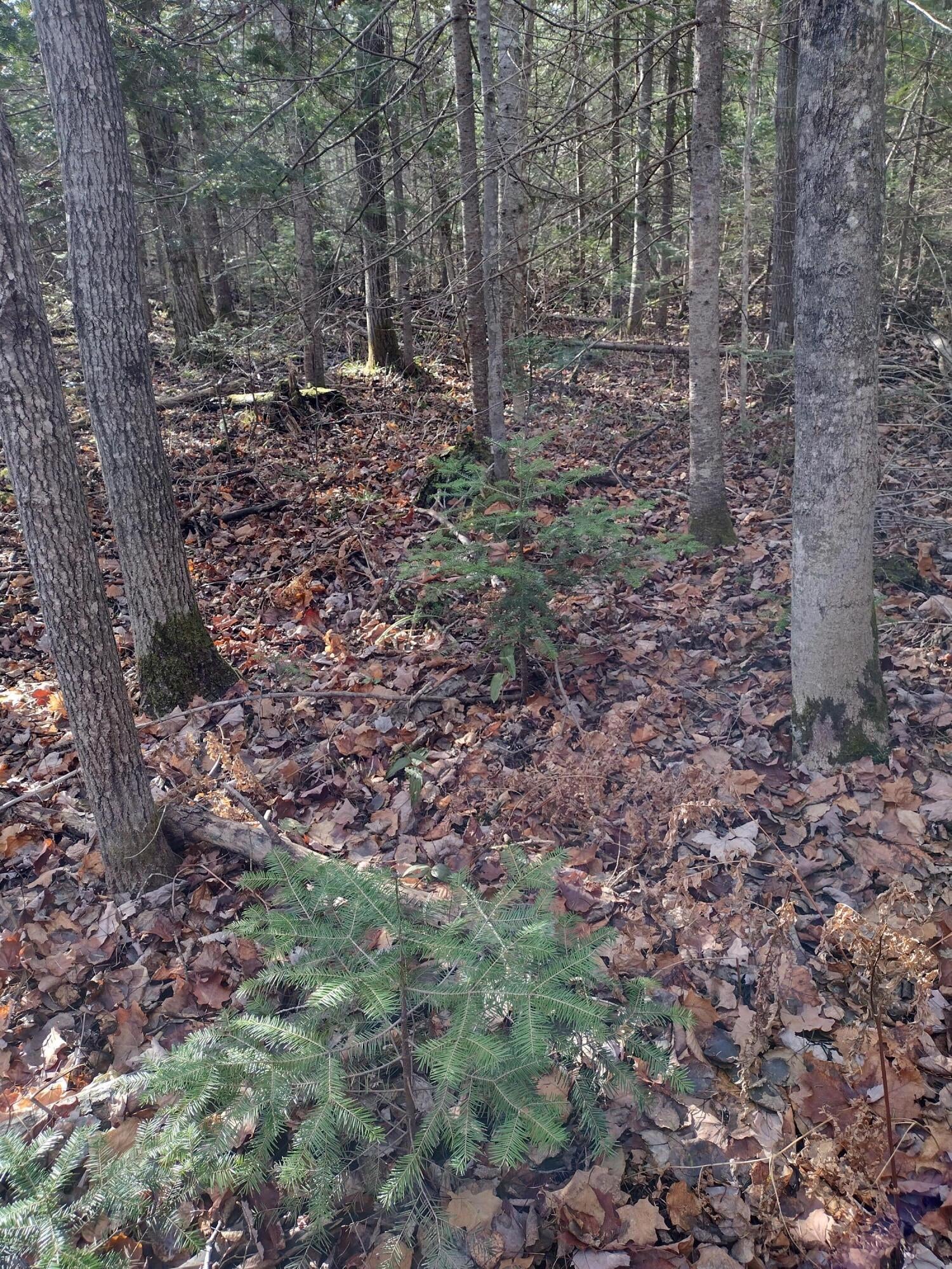 Old Mackinaw Road Cheboygan, MI 49721 - Photo 11 of 12 Gallery Image 11