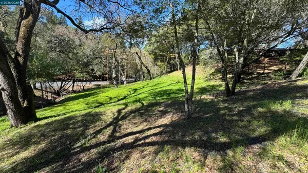 a view of a garden with a tree