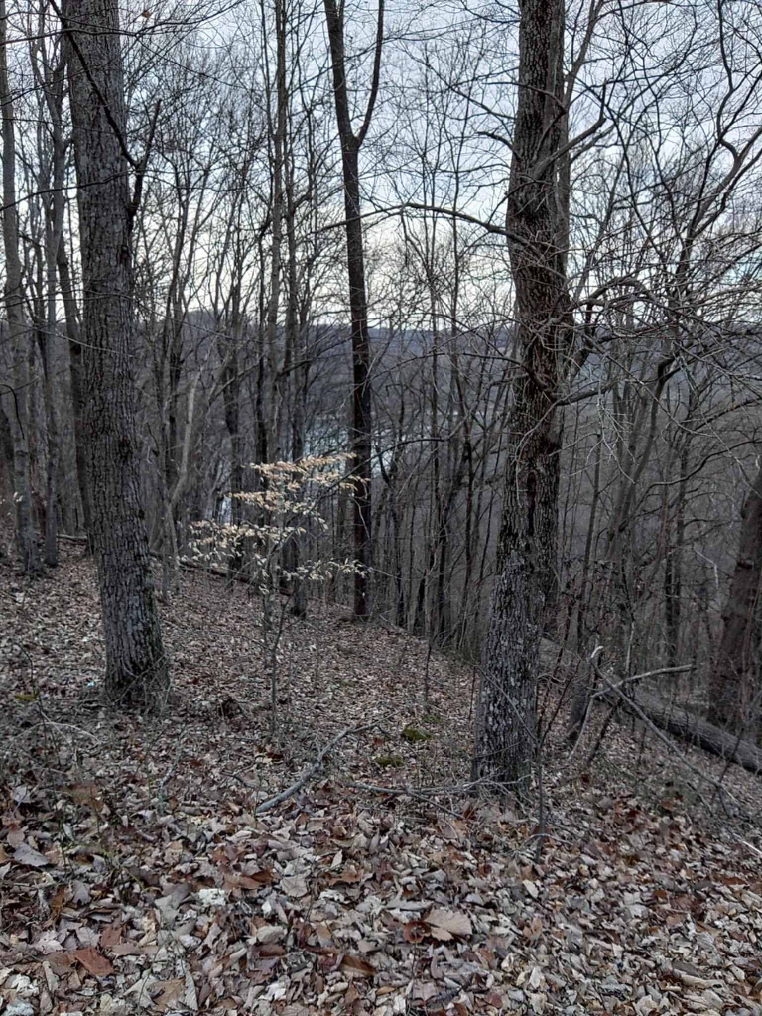 0 Swiper Drive Smithville, TN 37166 - Photo 7 of 10 a view of a forest filled with trees