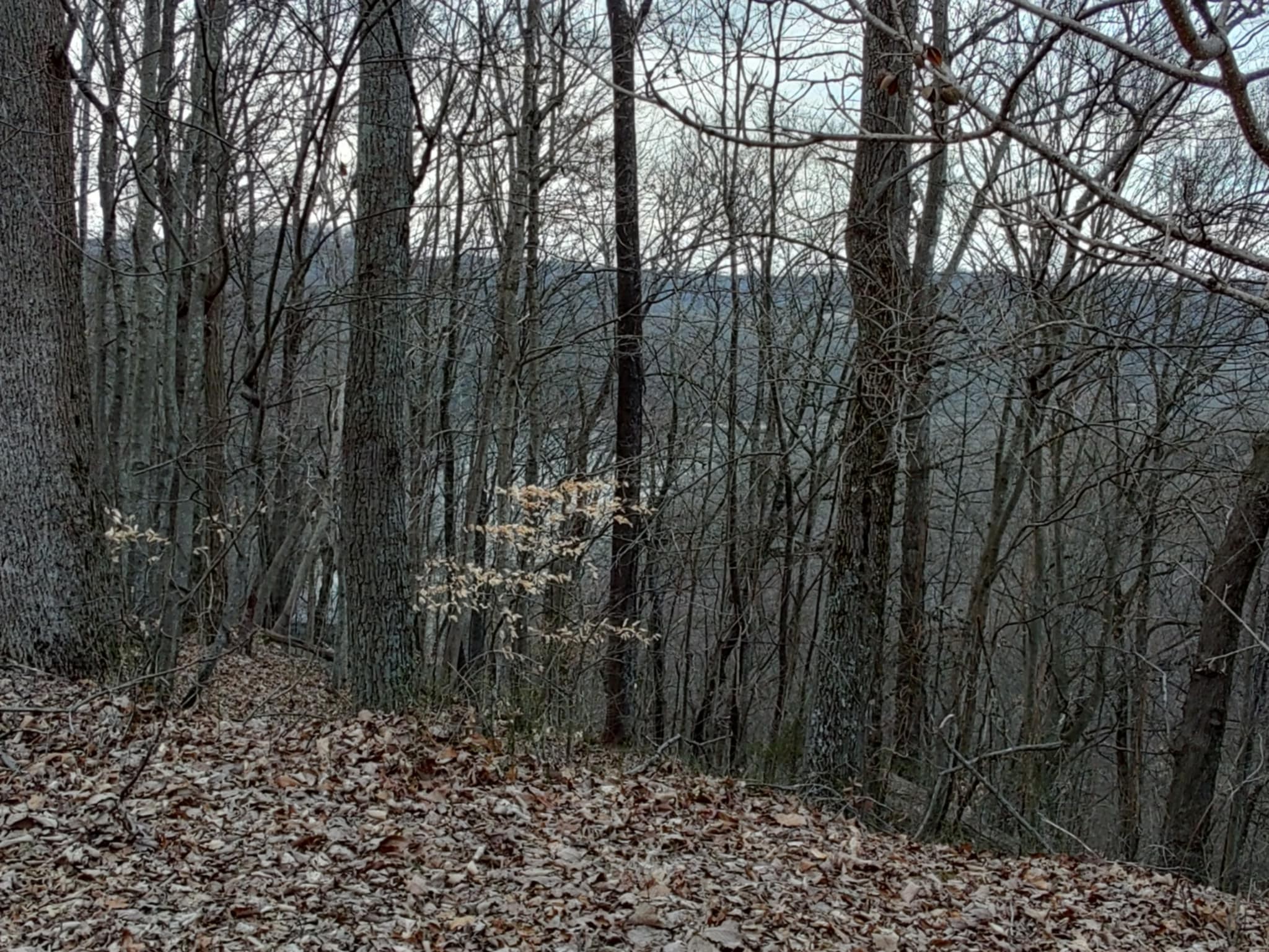 0 Swiper Drive Smithville, TN 37166 - Photo 9 of 10 a view of a yard with large trees