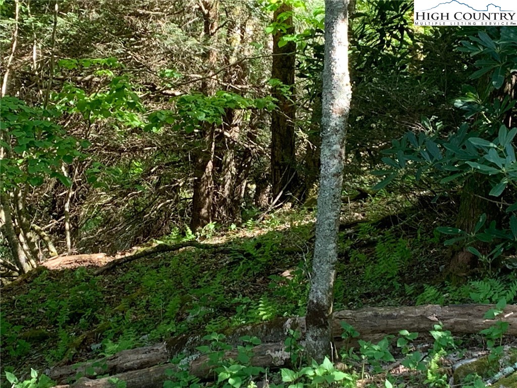 Lot 11 Wapiti Way Boone, NC 28607 - Photo 11 of 12 a view of a tree