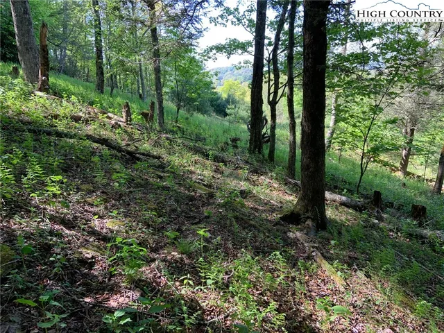 a view of a forest with trees