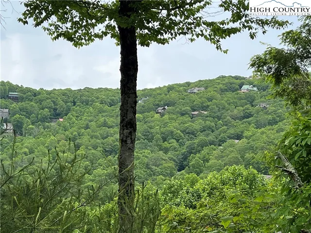 a view of a pathway with a tree