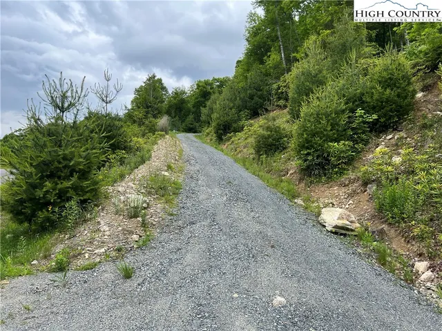 a view of a yard with plants and large trees
