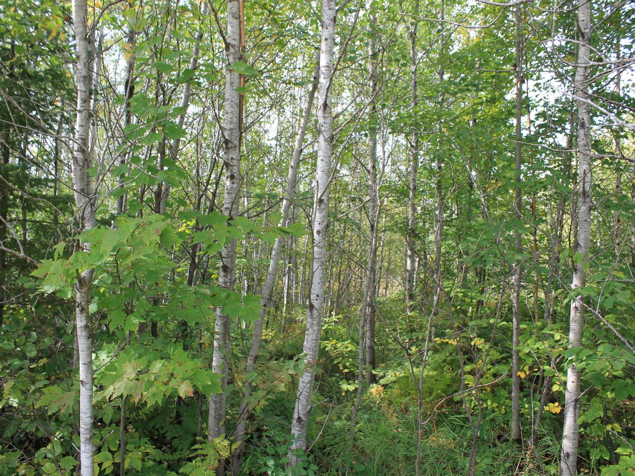 51 Mercer Wi 54547, Unit LOT 19 Mercer, WI 54547 - Photo 1 of 16 Gallery Image 1