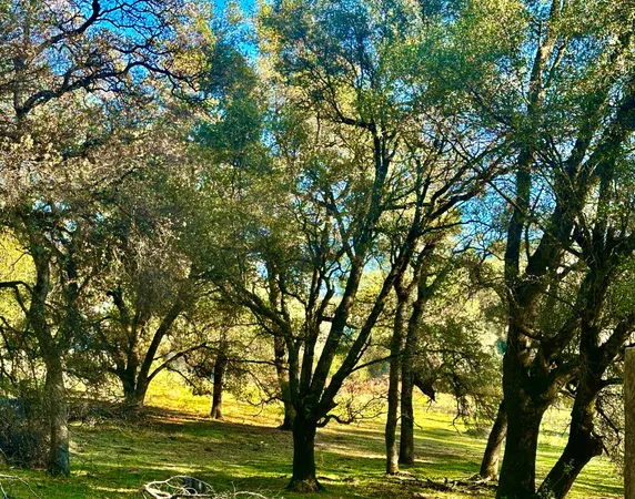 a view of outdoor space and a yard