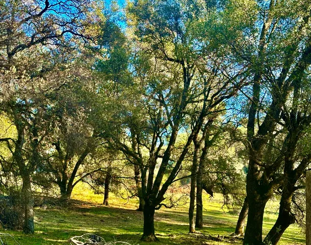a view of outdoor space and a yard