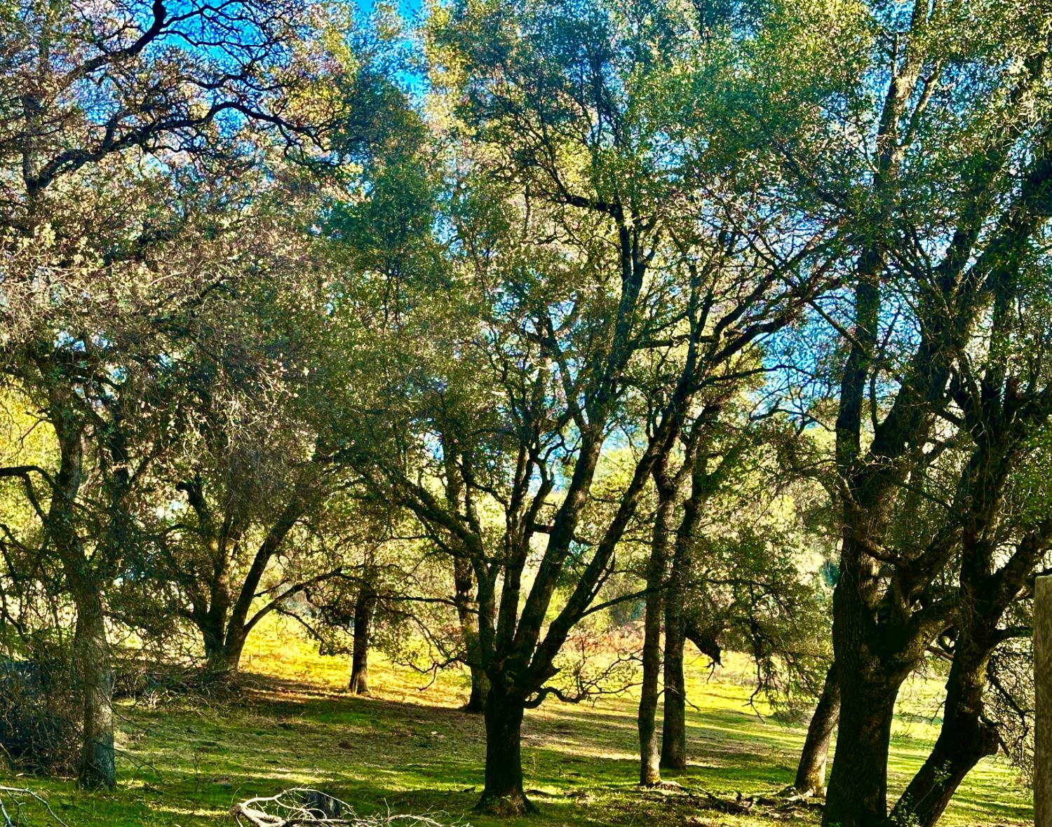 7317 La Porte Road Rackerby, CA 95972 - Photo 15 of 20 a view of an outdoor space with seating area