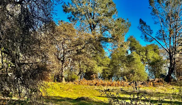 a view of a yard with wooden fence