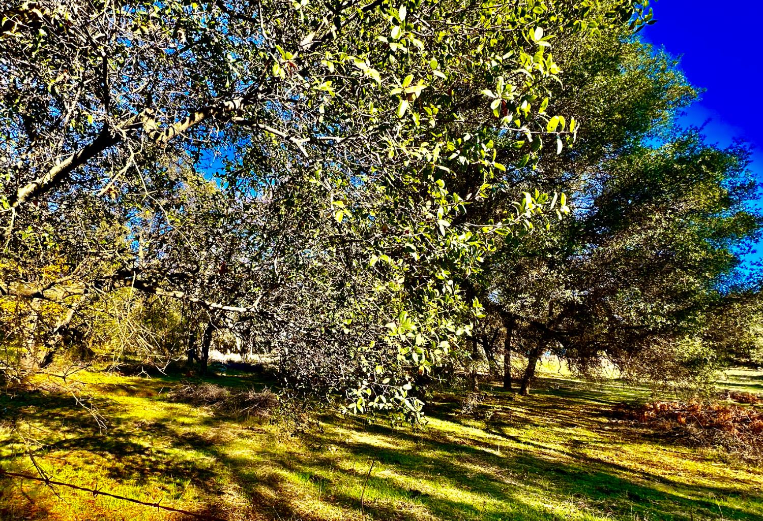 7317 La Porte Road Rackerby, CA 95972 - Photo 18 of 20 a view of outdoor space and a yard