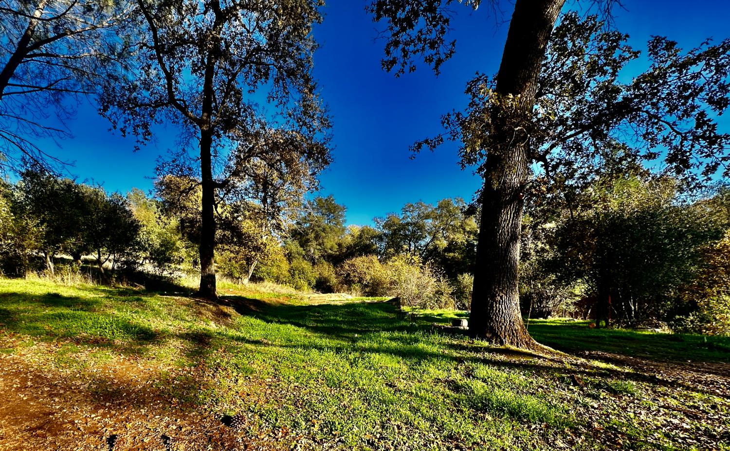 7317 La Porte Road Rackerby, CA 95972 - Photo 7 of 20 a view of a yard with a tree