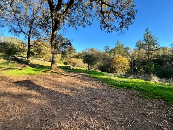 a view of a park with large trees