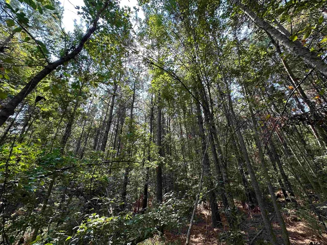 a view of a green field