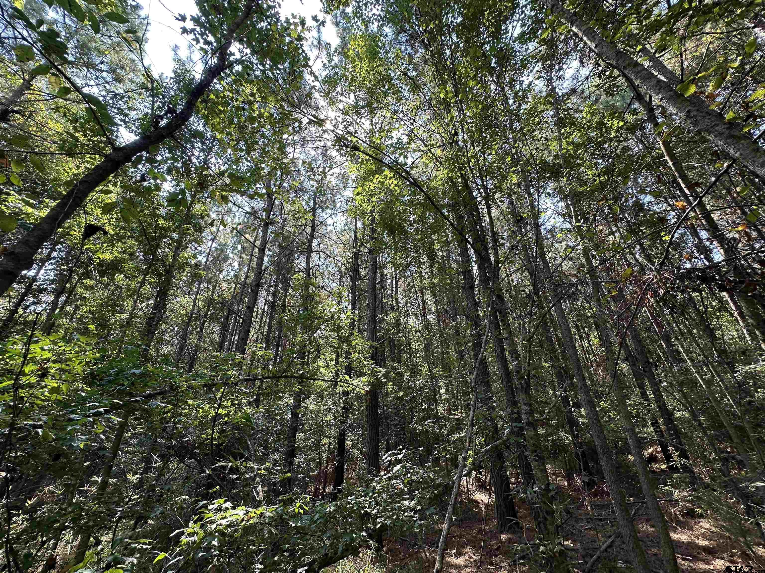 1101 Rusk Tx 75785 Rusk, TX 75785 - Photo 17 of 29 a view of a green field