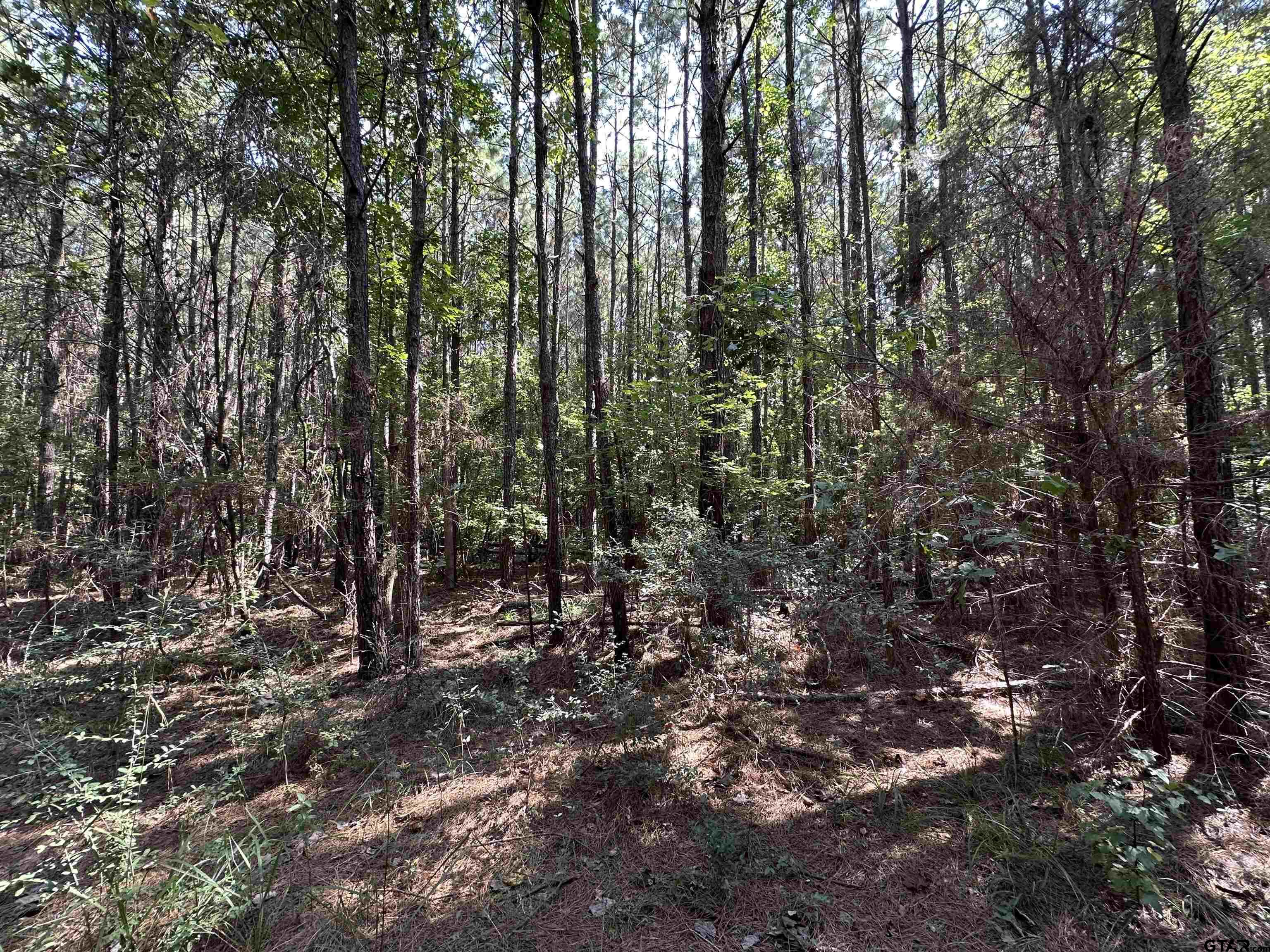 1101 Rusk Tx 75785 Rusk, TX 75785 - Photo 2 of 29 a view of a forest