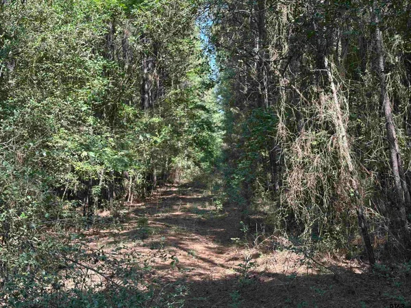 a view of a tree in a yard