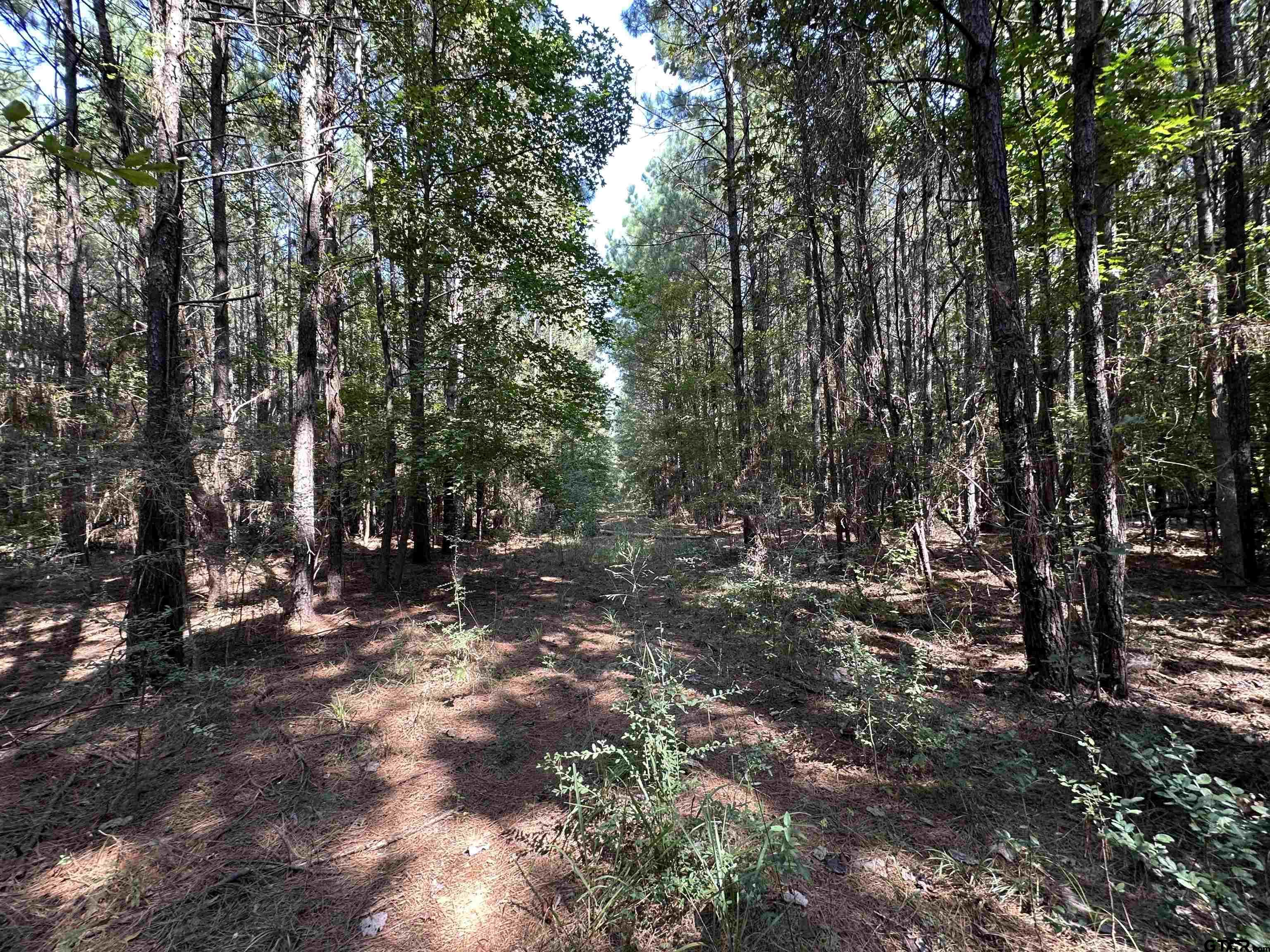 1101 Rusk Tx 75785 Rusk, TX 75785 - Photo 3 of 29 a view of a forest with trees