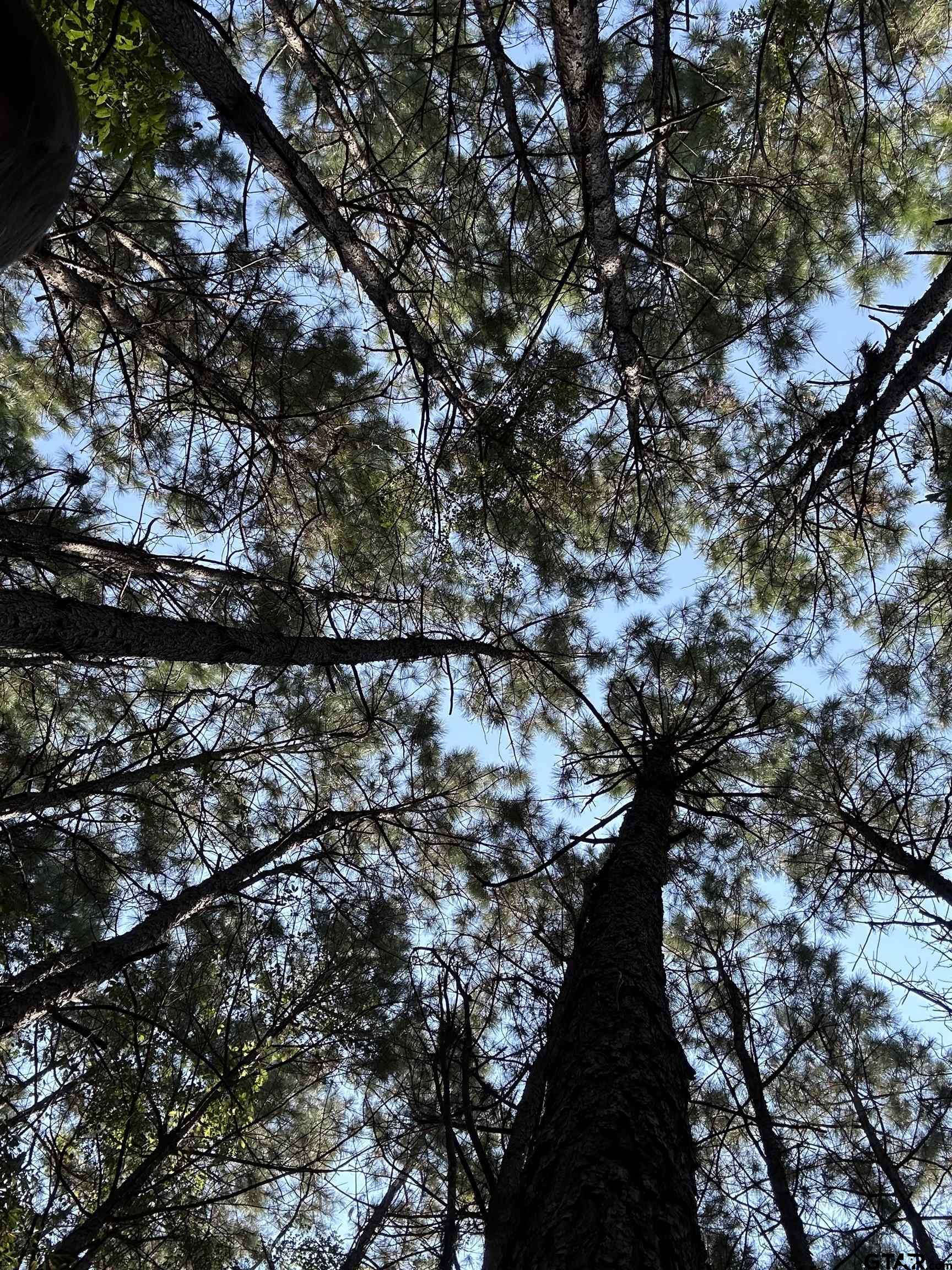 1101 Rusk Tx 75785 Rusk, TX 75785 - Photo 6 of 29 a view of tree