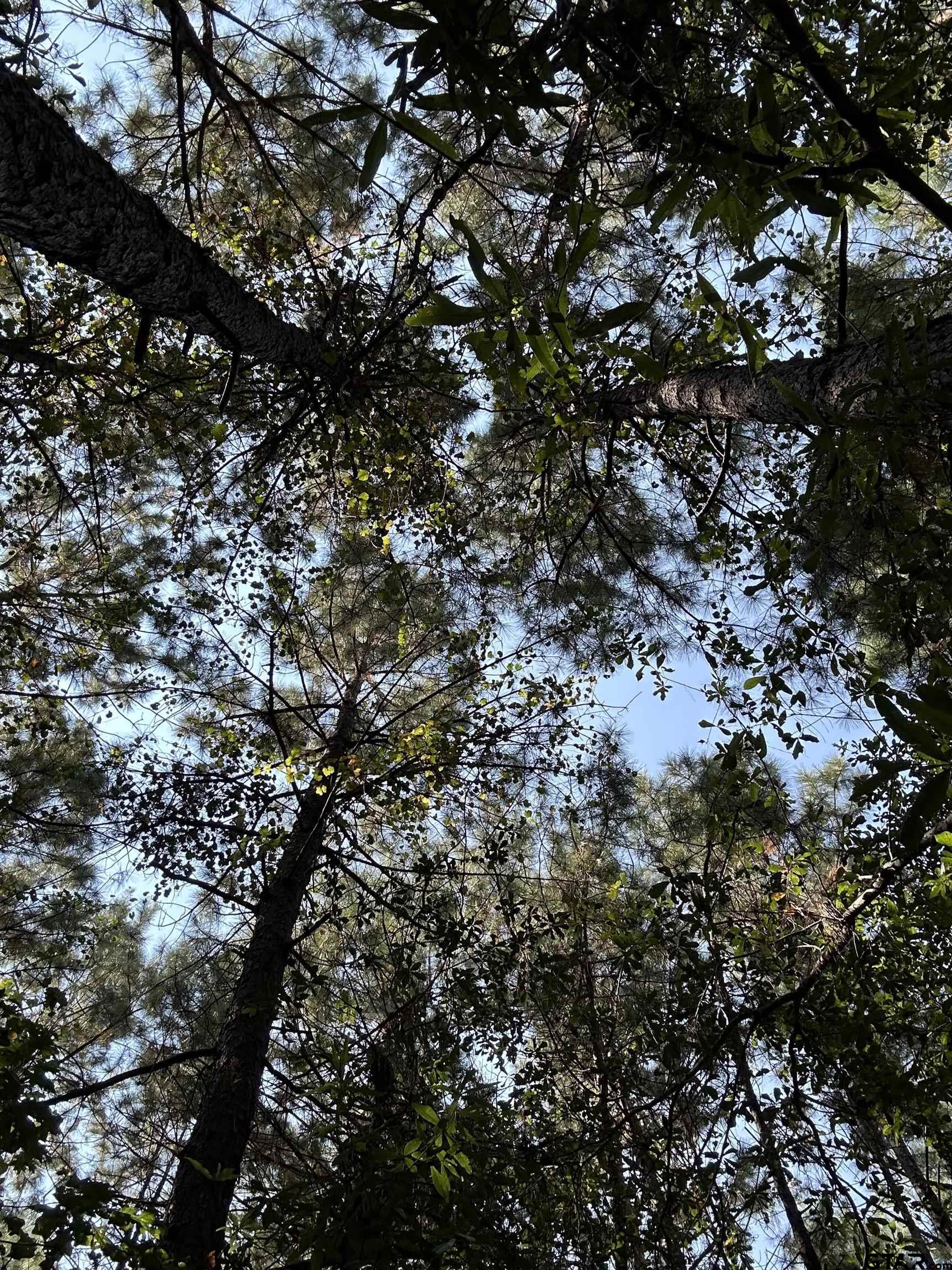 1101 Rusk Tx 75785 Rusk, TX 75785 - Photo 8 of 29 a view of a tree
