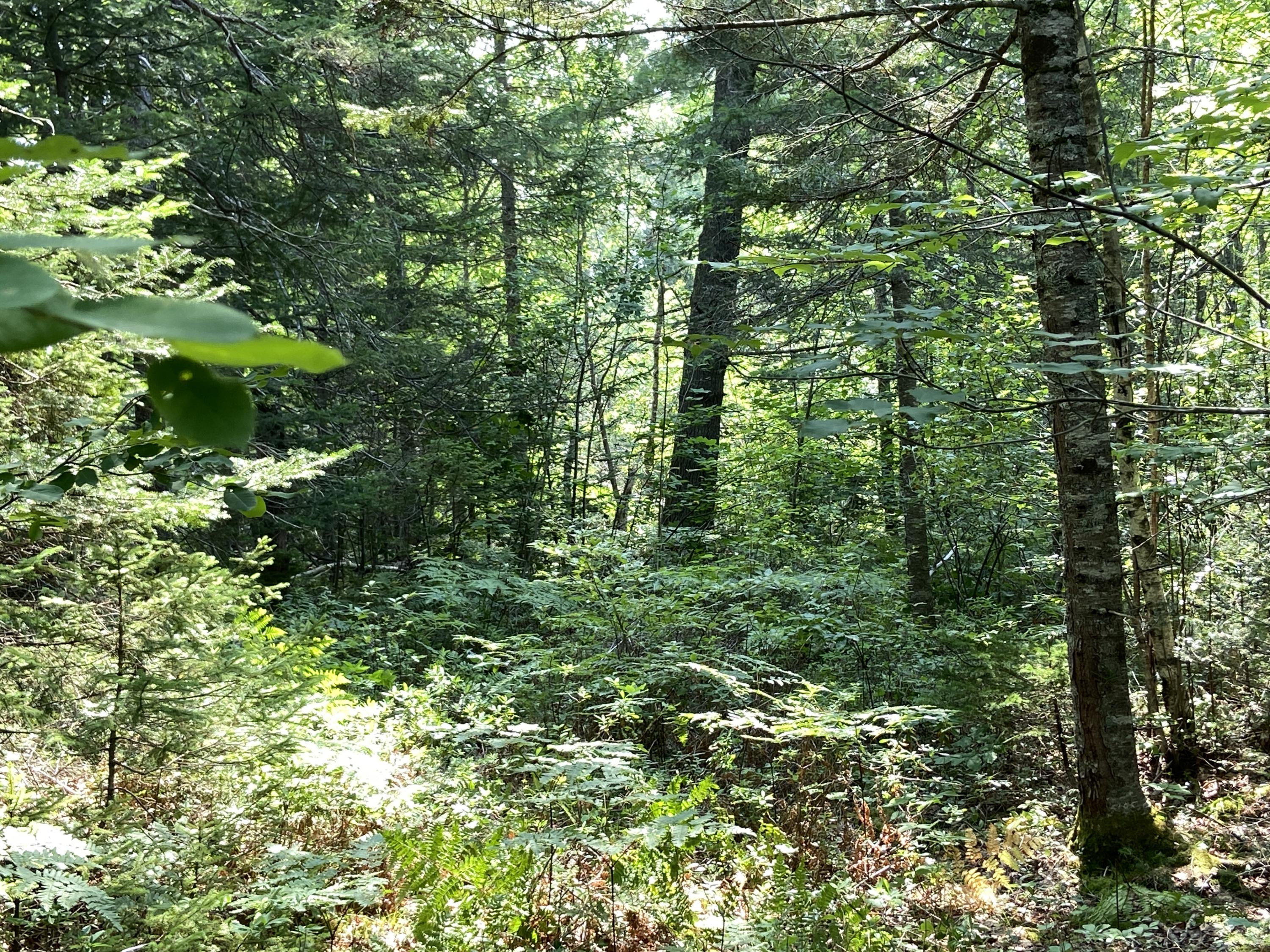Lot 8 Georgetown Woods Road Columbia Falls, ME 04623 - Photo 6 of 13 2C9BE367-F449-41FB-BB61-50102739F814