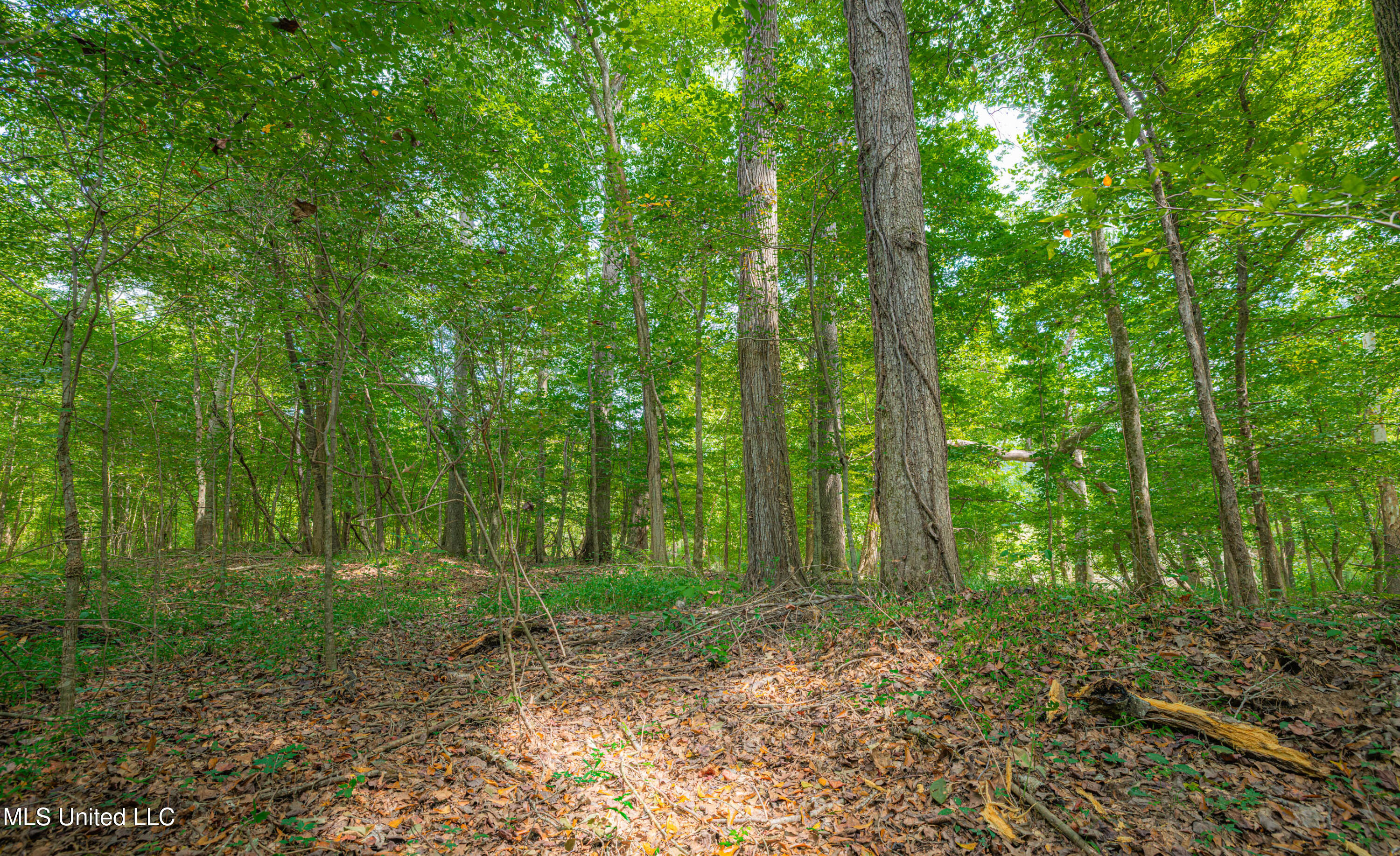 0 Warehouse Road Yazoo City, MS 39194 - Photo 15 of 102 1R4A7754