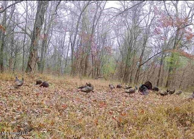 0 Warehouse Road Yazoo City, MS 39194 - Photo 6 of 102 turkey