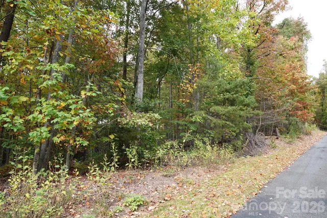 a view of a yard with plants and large trees