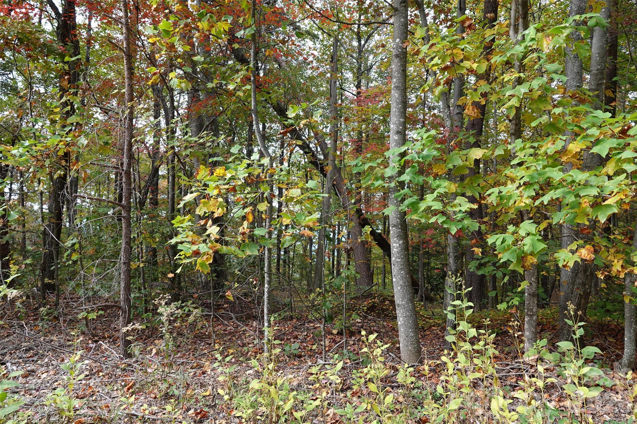 100 Sunset Drive Bostic, NC 28018 - Photo 6 of 15 a view of a forest