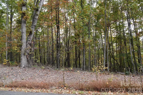 a view of a forest