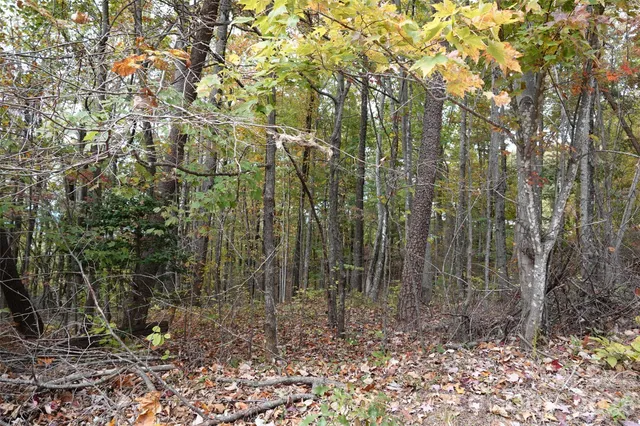 a view of a forest with lots of trees