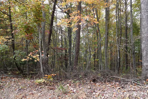 a view of forest