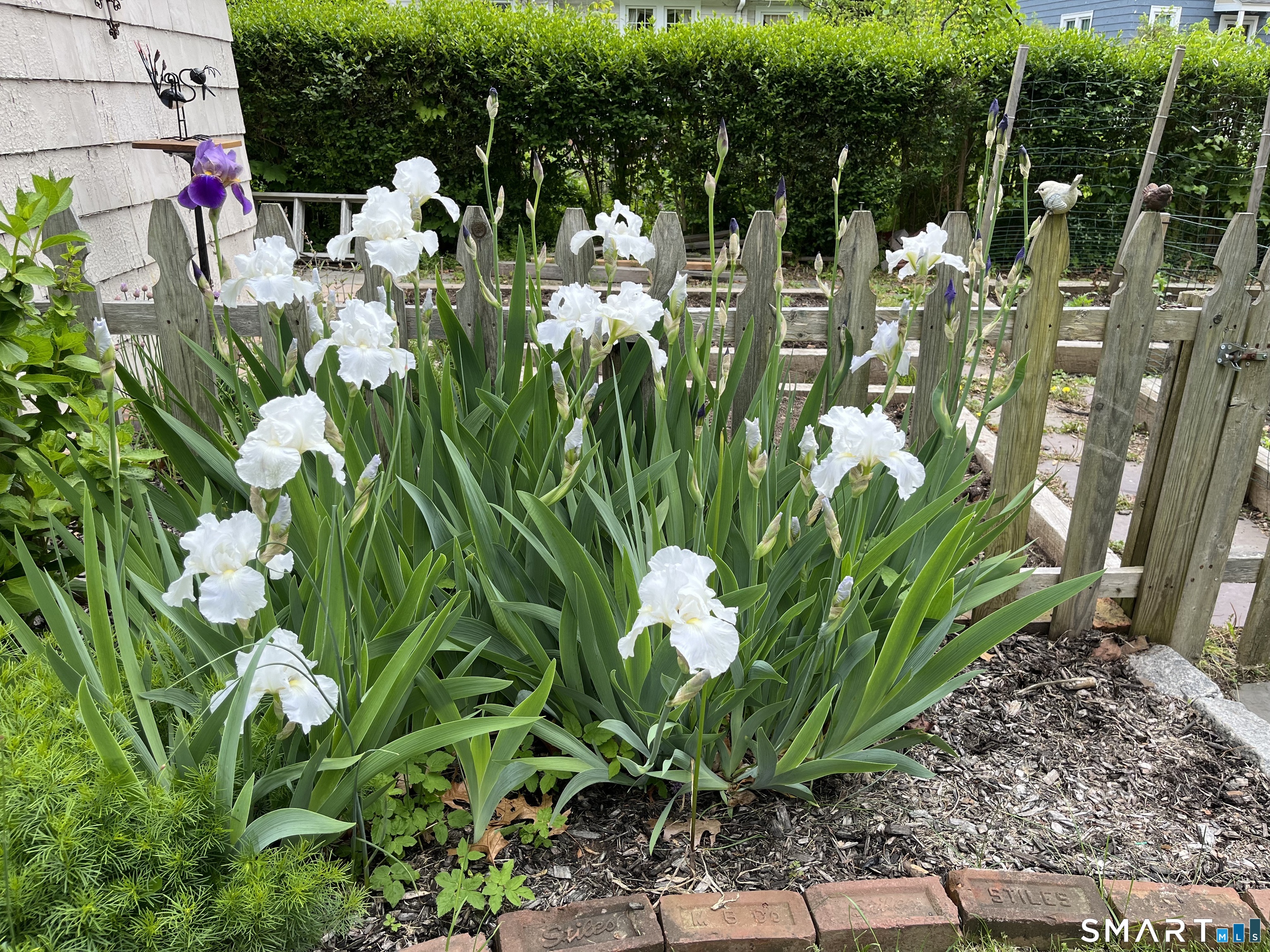 405 Fort Hale Road New Haven, CT 06512 - Photo 31 of 33 Irises in bloom