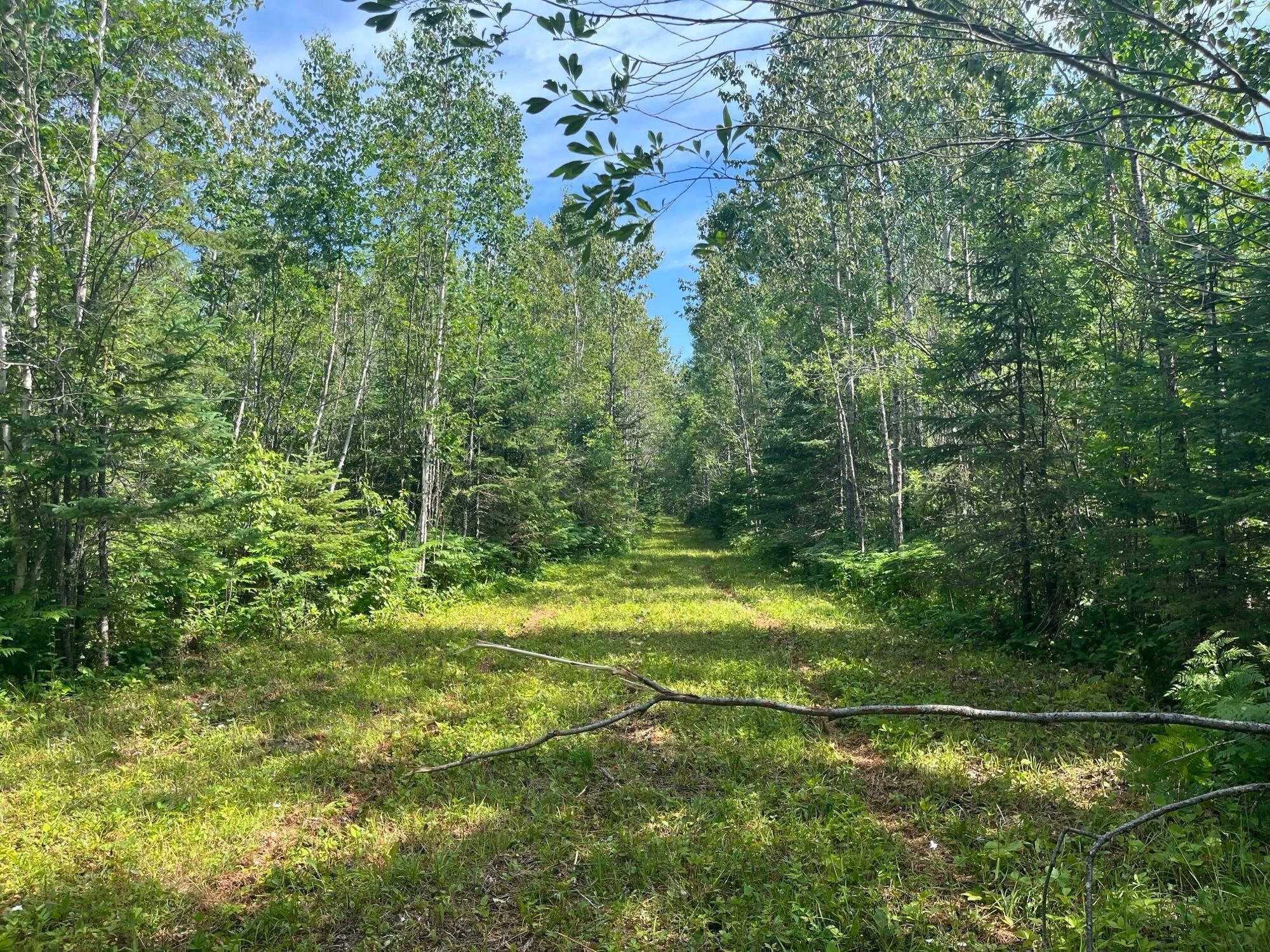 1961 Town Road Birchdale, MN 56623 - Photo 18 of 50