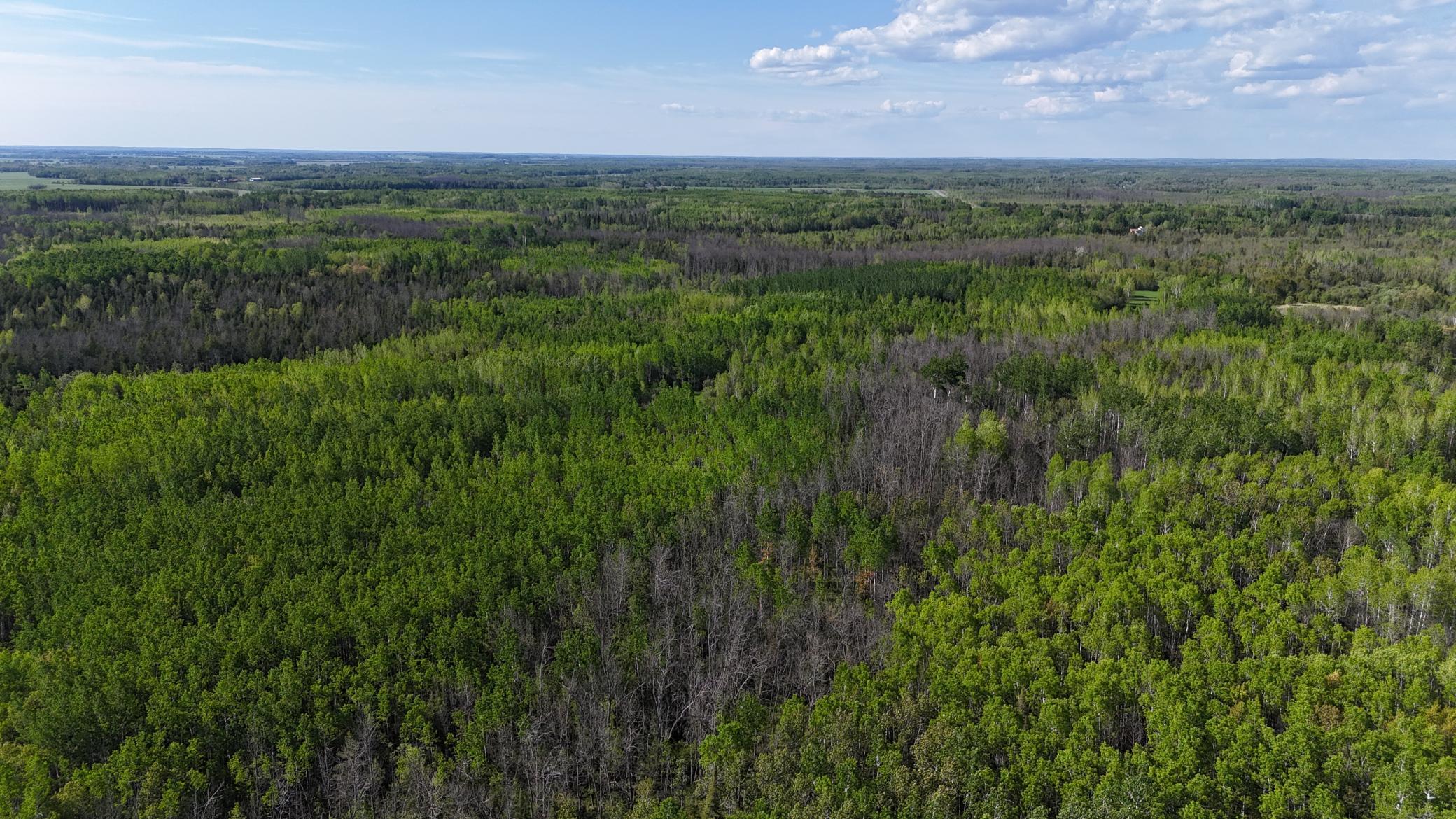 1961 Town Road Birchdale, MN 56623 - Photo 47 of 50