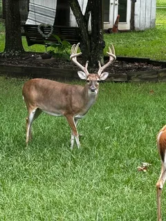 $850,000 | 9322 Sendera Drive, Magnolia, TX 77354