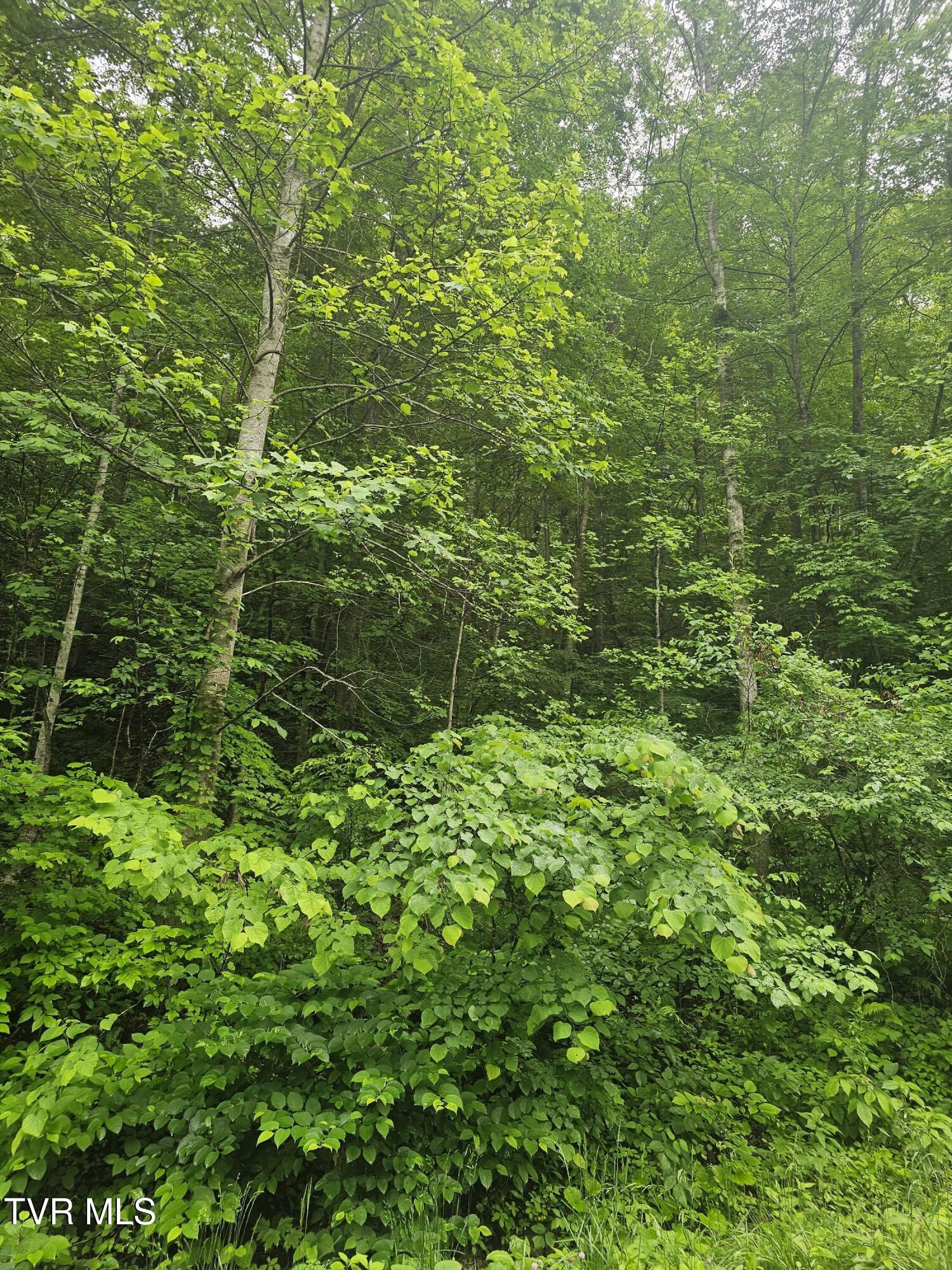 1068 Lesters Fork Road Grundy, VA 24614 - Photo 8 of 11 20250527_162217