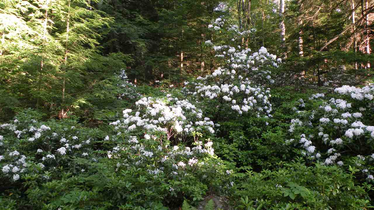 455 East Lake Road Fitzwilliam, NH 03447 - Photo 31 of 40