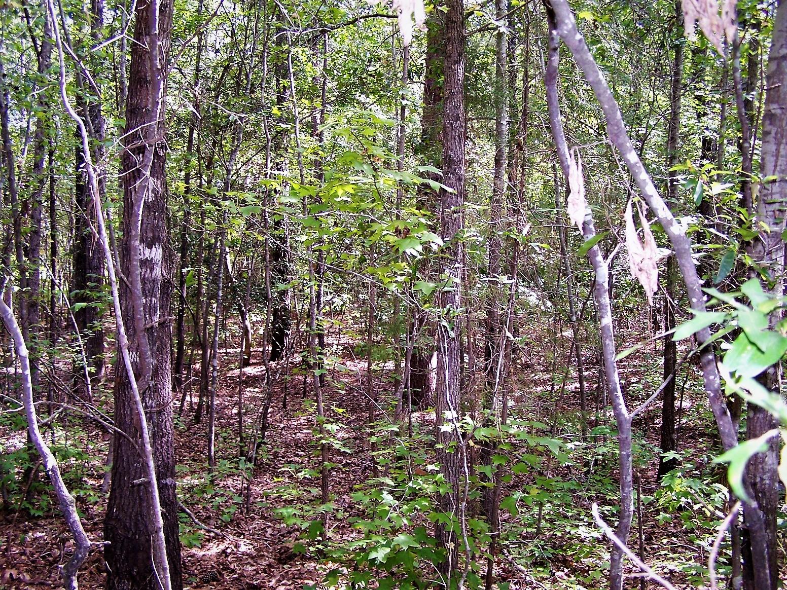 Tbd Azalea Trail Rockingham, NC 28379 - Photo 6 of 13 100_6121
