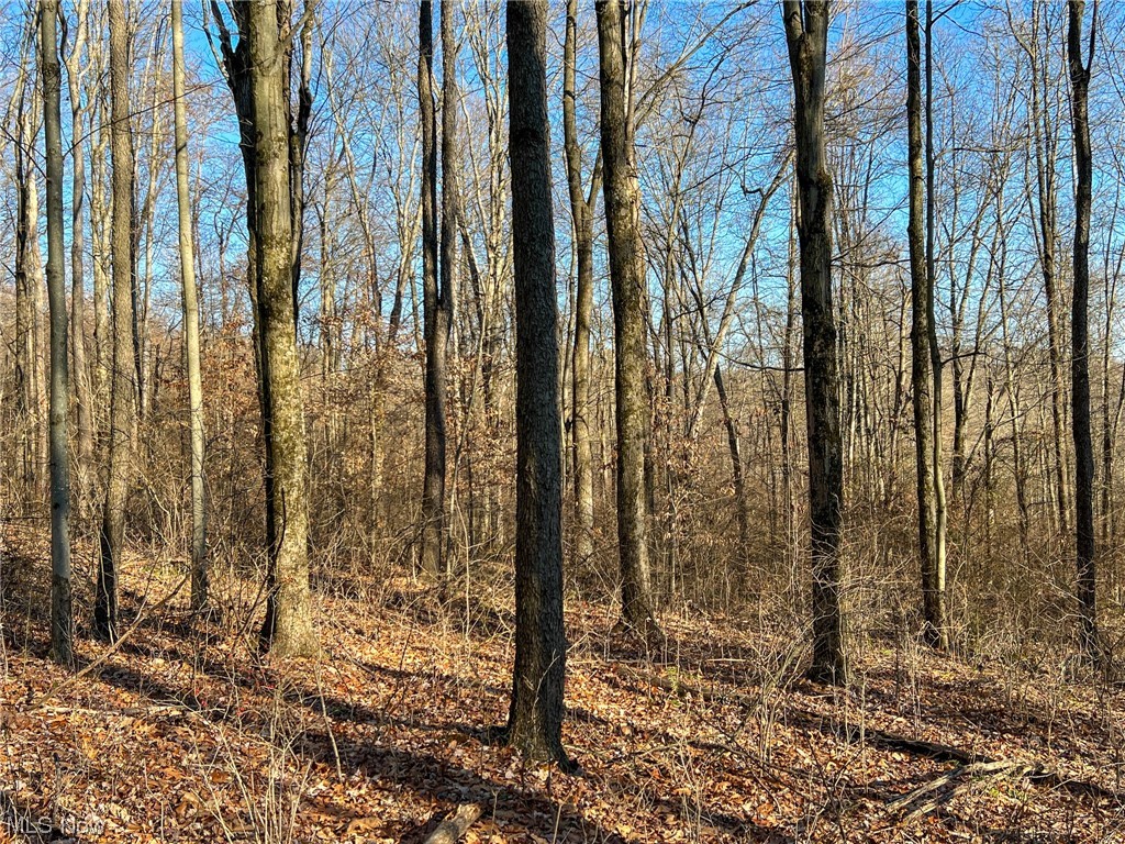 Edgington Road Danville, OH 43014 - Photo 4 of 26 View of local wilderness