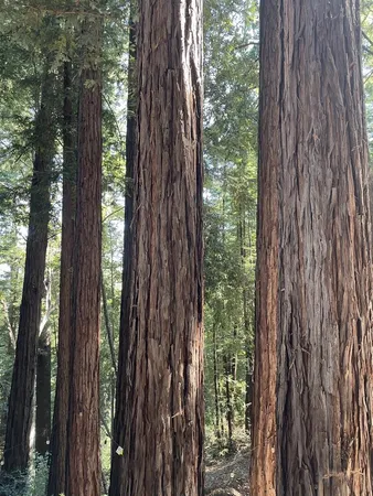 $50,000 | Undisclosed Address, Boulder Creek, CA 95006
