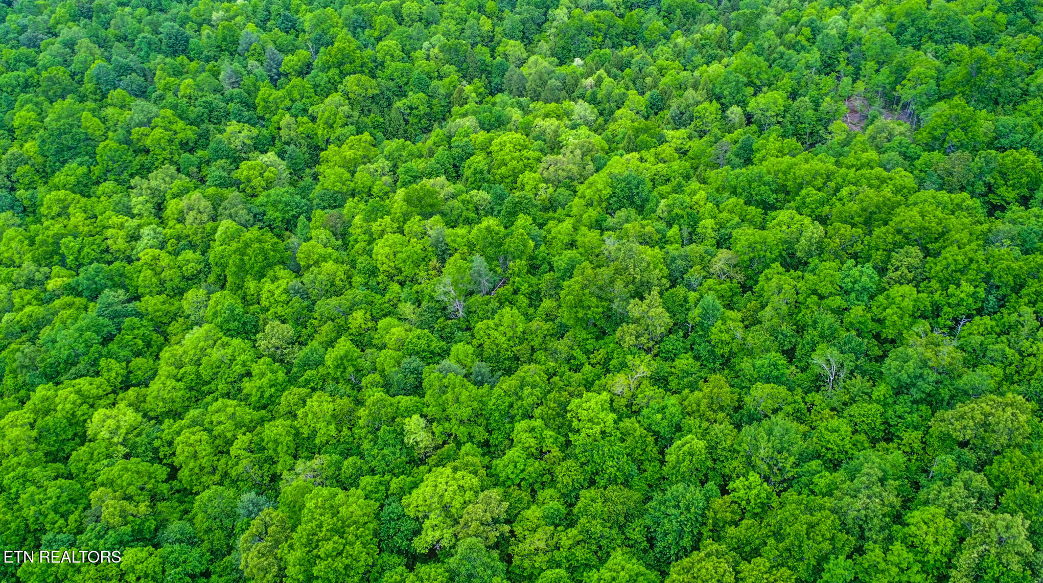 15.18-ac Mt Helen Road Allardt, TN 38504 - Photo 12 of 20 dji_0530-dji_0532