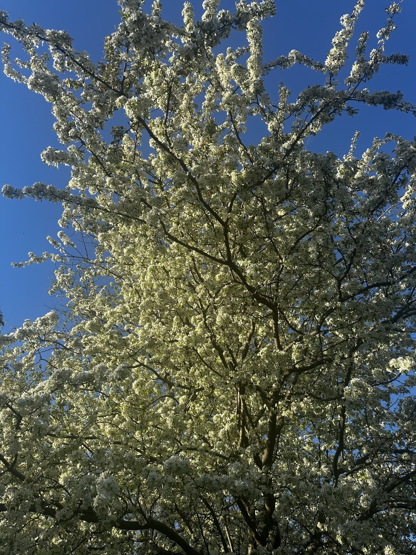 102 East Lincoln Street Pesotum, IL 61863 - Photo 23 of 24 a view of a tree in a yard