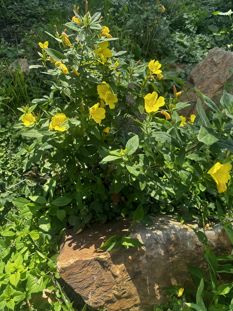 102 East Lincoln Street Pesotum, IL 61863 - Photo 24 of 24 a backyard of a house