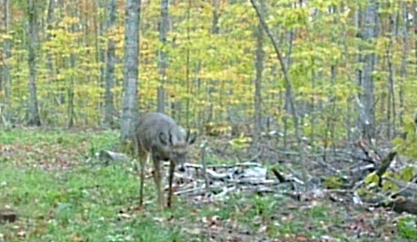 0 Soderquist Road Mancelona, MI 49659 - Photo 11 of 12 spike