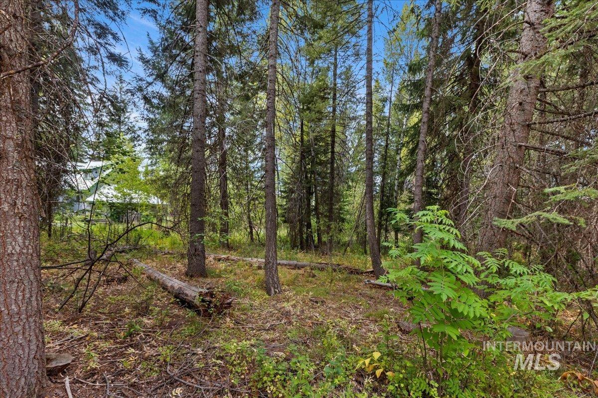 815 Reedy Lane McCall, ID 83638 - Photo 21 of 22 View of wooded area