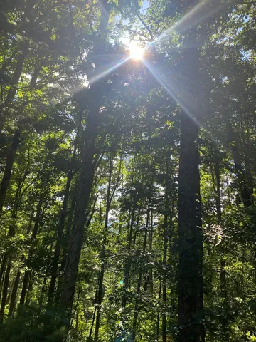 a green field with lots of trees