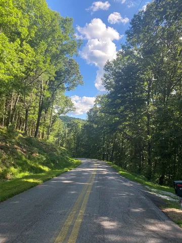 a view of a yard with plants and large trees