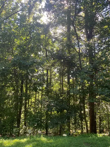 a view of a yard with plants and trees