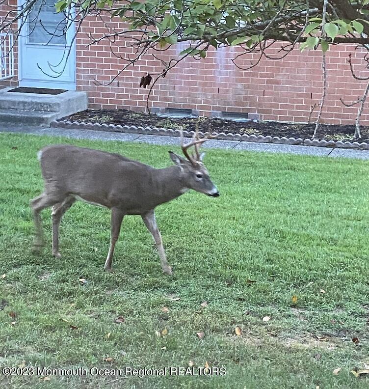 14 Franklin Lane, Unit B Whiting, NJ 08759 - Photo 16 of 17 wildlife