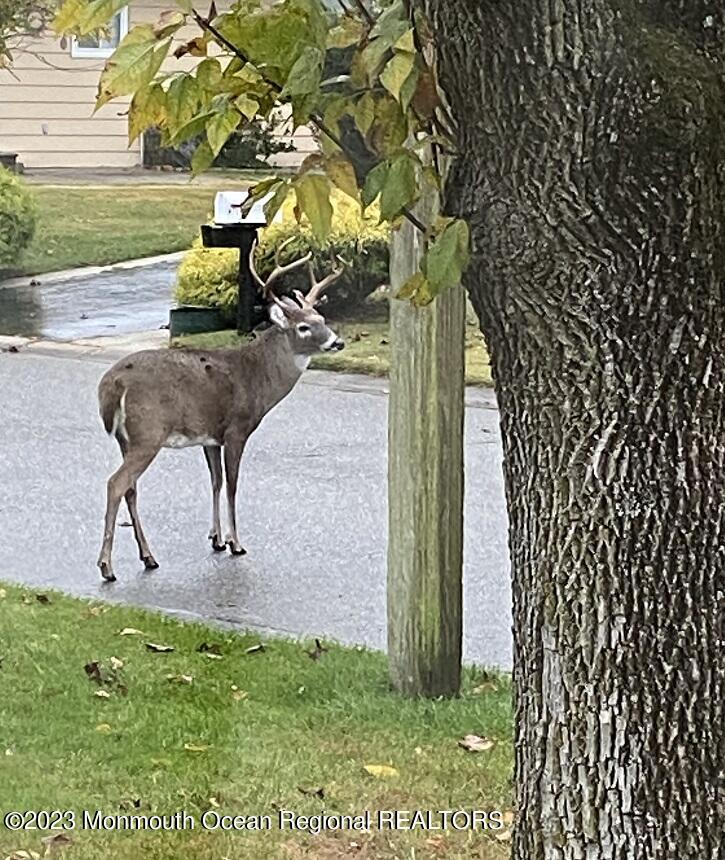 14 Franklin Lane, Unit B Whiting, NJ 08759 - Photo 17 of 17 wildlife 2